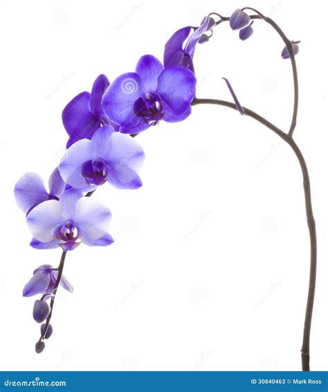 Purple Orchid On White Background Stock Photos - Image: 30840463