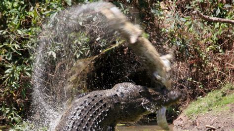 Tourist photographs Australian scene of crocodile tearing apart and eating another croc | CTV News