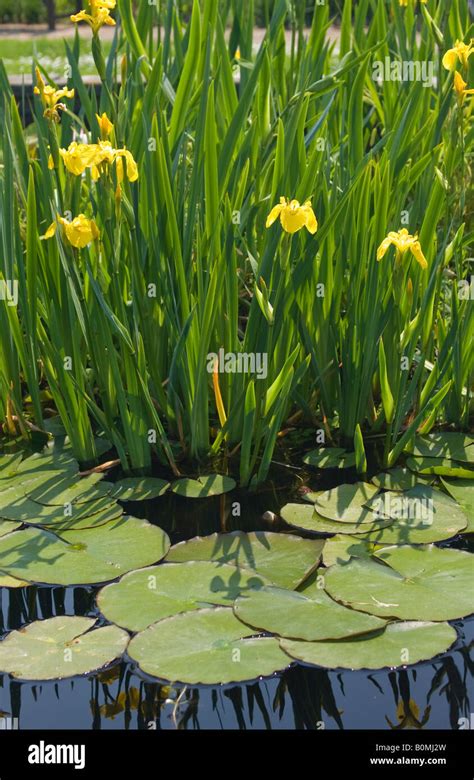 Yellow iris pond plant hi-res stock photography and images - Alamy