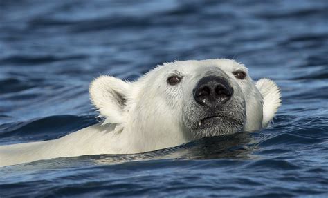 Majestic Polar Bear Swimming in Franz Josef Land