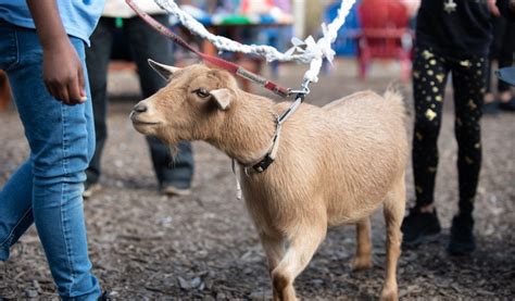 A Kensington bookstore and local nonprofit brought a goat-filled play to Sunflower Philly