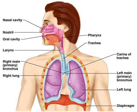 CLASS BLOG: BIO 202 Respiratory System KEY