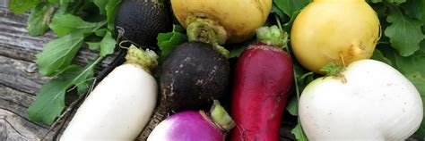 Different Types of Radish – Radish benefits