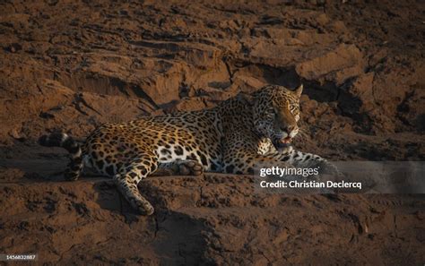 Wildlife Of Tambopata National Reserve High-Res Stock Photo - Getty Images