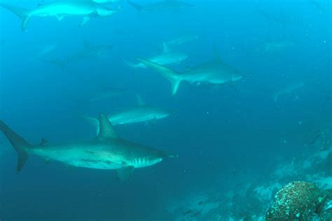 File:School of Hammerhead sharks.jpg - Wikipedia