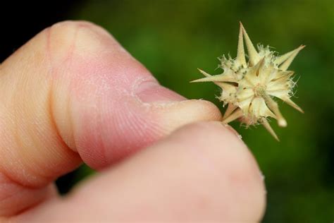 NCTD pumps up removal of tire-popping goathead thorns - Encinitas Advocate