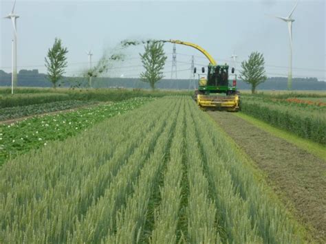 More nature in fields through strip cropping - Spotlight