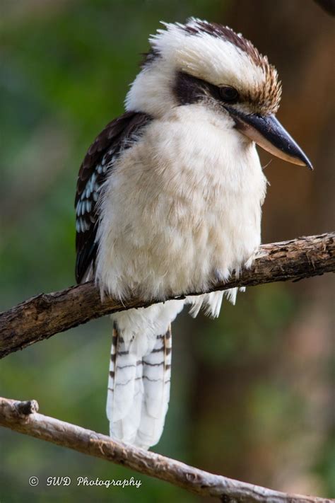 Australian kookaburra | Australian native birds, Australian birds ...