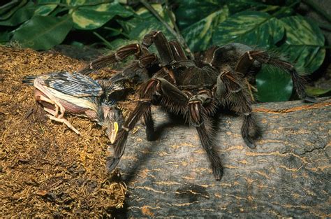 Goliath Birdeater Tarantula Eating A Bird