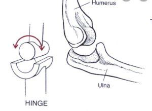 Body Movement Class 6 Notes - CBSE Class Notes Online - Classnotes123