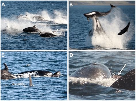 13. Sequence illustrating killer whale predation on false killer whales... | Download Scientific ...