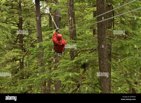 Man rides a zip line at the Alaska Rainforest Sanctuary in Ketchikan ...