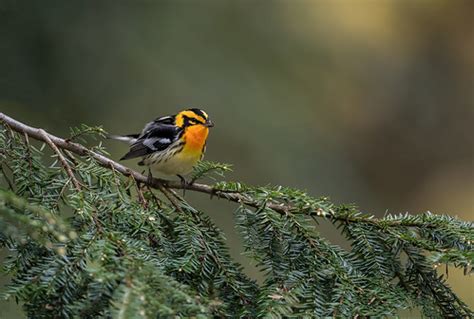 Blackburnian Warbler | in it's preferred habitat | Brian Harris | Flickr