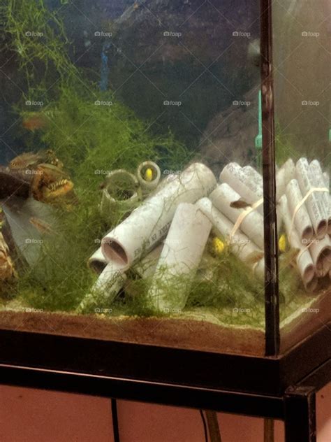 Foap.com: cichlids peeking out of diy aquarium caves beside ... | Diy ...