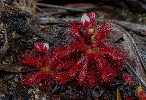 Amuri tepui - Part II - Carnivorous Plants in Habitat - Carnivorous Plants UK