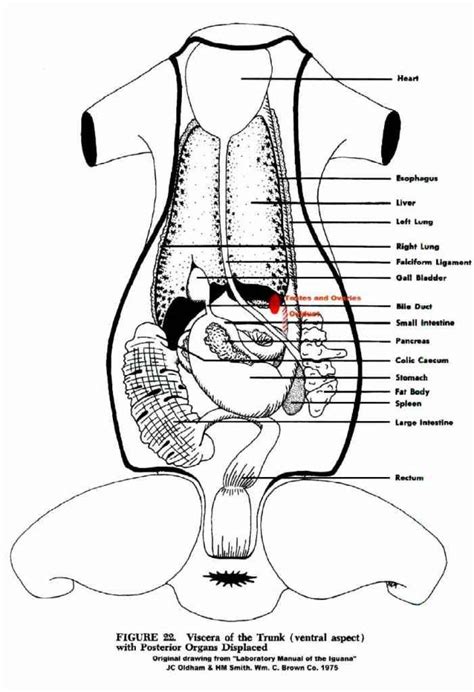 Diagram Of Male Reproductive System Of Agama Lizard External