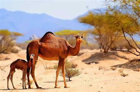 Fotos de animais da África. Camelo, página 1.