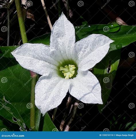 White Flower of Coccinia Grandis with Leaves Background in the Farm ...