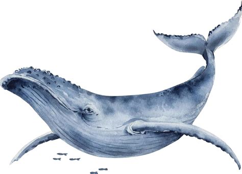 watercolor illustration of a big blue whale. hand painted . 6779174 Vector Art at Vecteezy