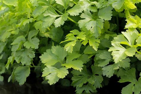 How To Plant And Care For Celery - Best Landscape Ideas