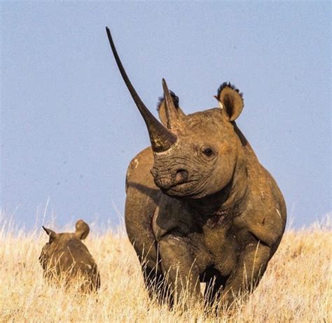 🔥 black rhino with an impressive horn : r/NatureIsFuckingLit