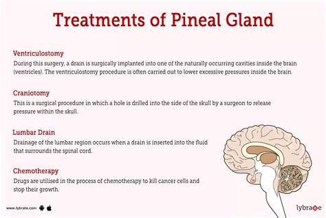 Pineal Gland (Human Anatomy): Picture, Functions, Diseases, and Treatments