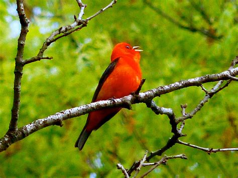 Scarlet Tanager – 5/23/16 – Sharon Friends of Conservation