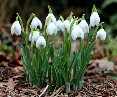 Snowdrop Bulb Extract 20:1 (Galanthus nivalis) – Natural Alchemy