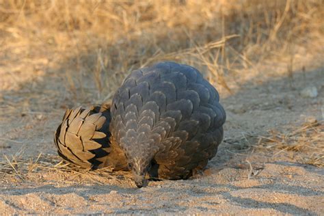 81 Endangered Pangolins Busted In Illegal Trade