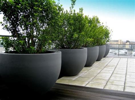 Roof Garden Plants - Plants BG