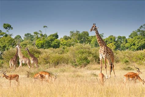 Where Do Giraffes Live? - WorldAtlas