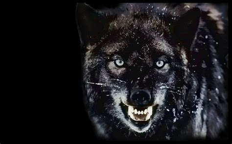 Angry Wolf Wallpapers - Top Free Angry Wolf Backgrounds - WallpaperAccess