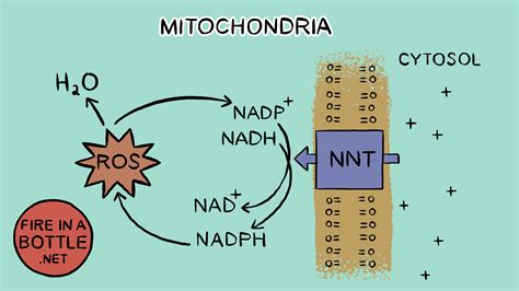 ROS as a NAD+ Regenerating, Thermogenic Cycle - The ROS Theory of Obesity Part III, Part 1 ...