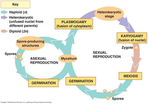 Fungi Reproduction Diagram