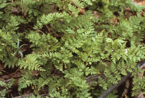 Bracken Fern Toxicity - Pathology and Ponies