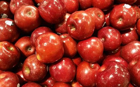 Rome apple 🌿 🍎 A top baking variety with bountiful harvests!