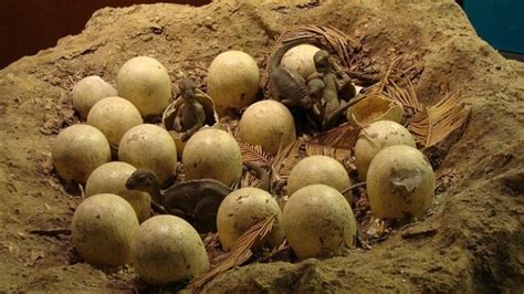 70 million-year-old dinosaur egg fossils discovered in China