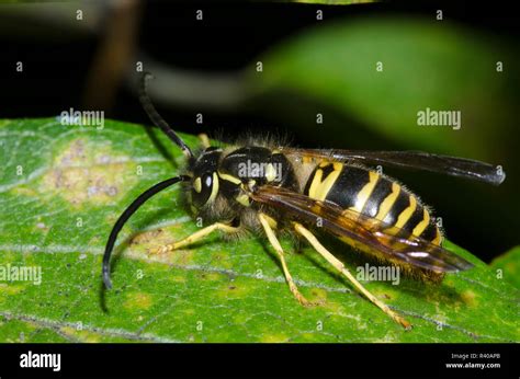 Eastern yellowjacket vespula maculifrons hi-res stock photography and ...