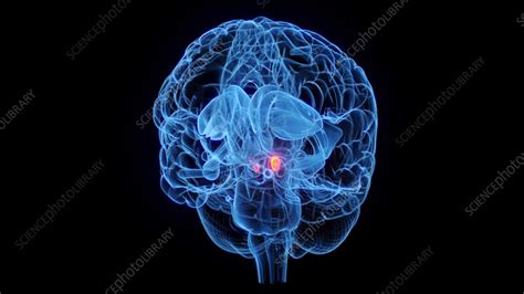 Animation of the subthalamic nucleus in the brain - Stock Video Clip - K012/1948 - Science Photo ...