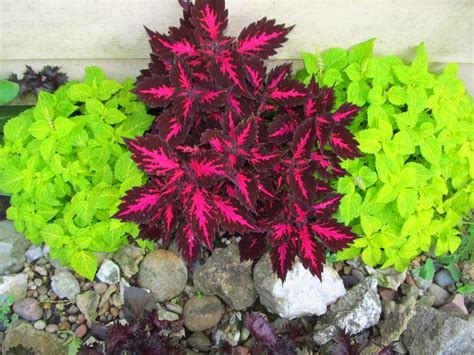 Coleus: Plant Care and Collection of Varieties - Garden.org