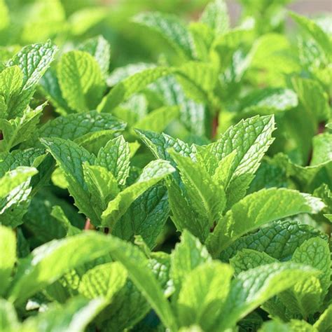 peppermint plant - Google Search | Peppermint plants, Plants, Mosquito repelling plants
