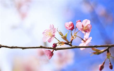 HD wallpaper: League Legends Girl Kimono Bridge Cherry Blossom Flashlights Fantasy Background ...