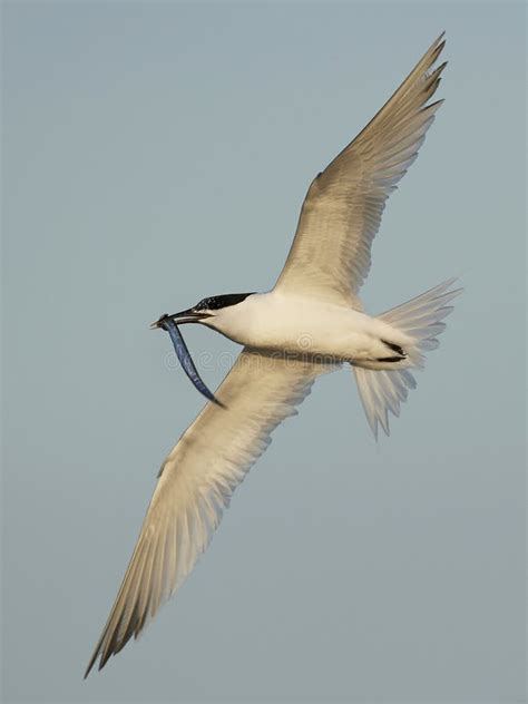 Sandwich Tern Thalasseus Sandvicensis Stock Photo - Image of wild, nature: 200366916