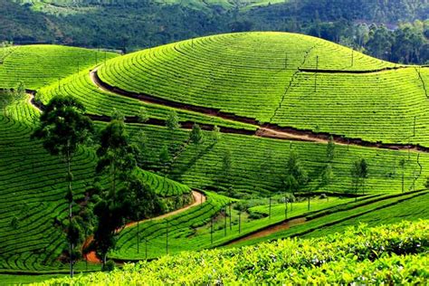 Top 6 Trekking Trails In Munnar | Trekking in Munnar