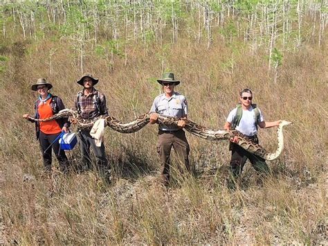 Florida removes 5,000 invasive Burmese pythons from the Everglades - pennlive.com