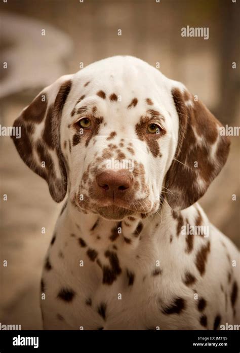 Dalmatian dog brown spots hi-res stock photography and images - Alamy