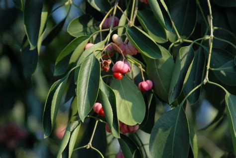 Euonymus maackii (Winterberry Euonymus) | North Carolina Extension ...