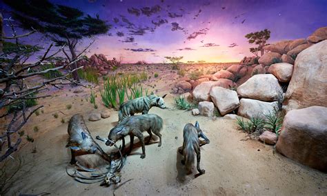 Gallery: The art and science of museum dioramas