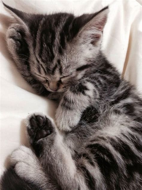 Cute Baby Kittens Sleeping / 18 Sleeping Pets That Are So Adorable That You Can't Take ...