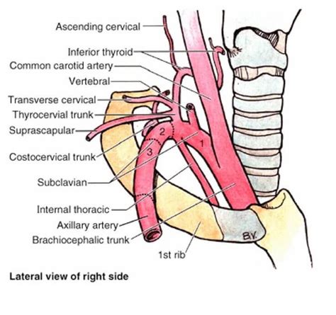 Branches of Subclavian artery : Mnemonic | Epomedicine